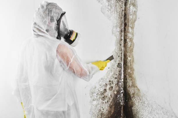 Best Commercial Mold Removal  in Williamstown, NJ