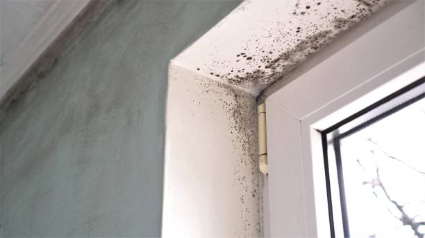 Best Black Mold Removal  in Williamstown, NJ