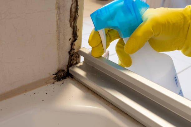 Best Mold Removal Process  in Williamstown, NJ